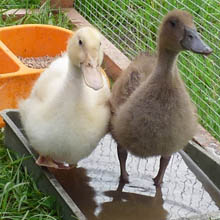 Fishers Mobile Farm ducklings.jpg